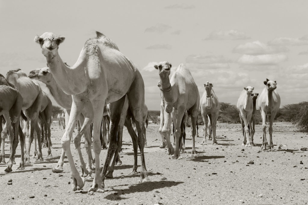 Camels coming across the Chalbi Desert in Northern Kenya