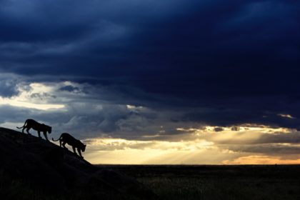 African lioness on the hunt