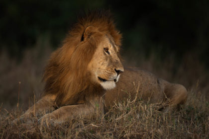 Male African Lion laying down in the grass. Sparky