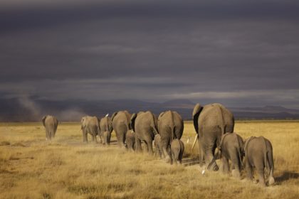 Caravan of African Elephants walking a trail