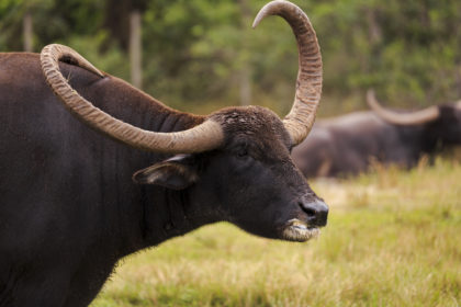 Asian Water Buffalo close up