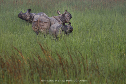 India-Rhinos-Photo-safari2