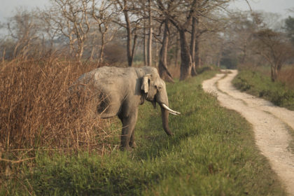 Indian Elephant