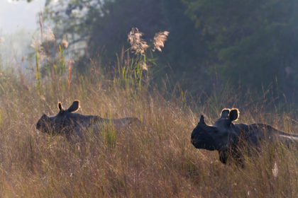 Two Greater One-horned Rhinoceros in Bardia, Nepal