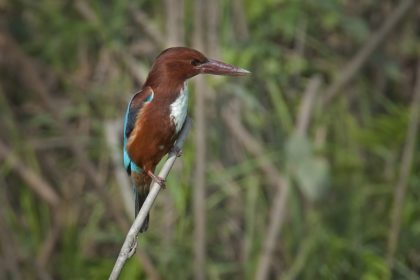 kingfisher