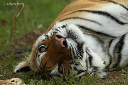 TIger-India-Photo-Safari