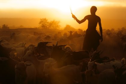 Herding the livestock through a dust storm in the omo valley