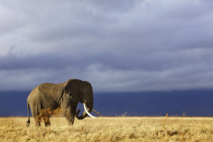 Elephant in the Ngorongoro Crater, Tanzania