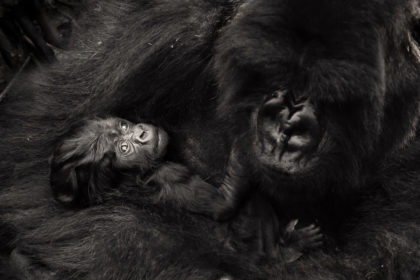 Baby-Gorila-Rwanda-5E4A5969