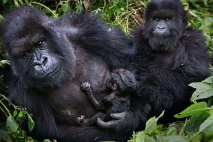 Mountain gorilla with 3 week old baby in Rwanda, Africa