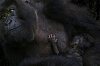 Mountain gorilla with 3 week old baby in Rwanda, Africa