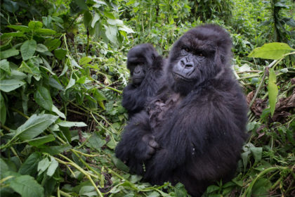 Gorilla-Rwanda-Mama-Africa-BV2U1481