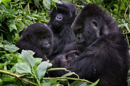 Gorillas-Rwanda-Mama-Africa5E4A5837