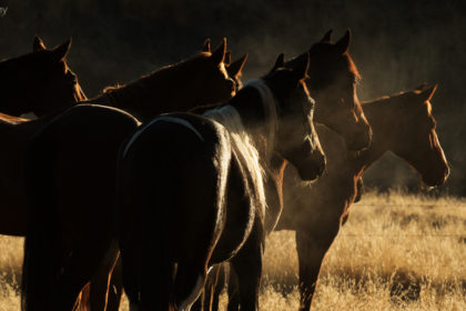 Horse-photography-workshop-5E4A3334