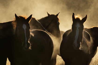 Horse-photography-workshop-5E4A3380 2