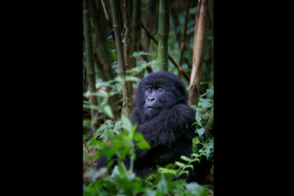 gorilla-rwanda_26P5848