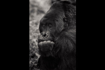 gorilla-rwanda_26P634448