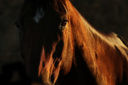 Horse-Photography-workshop-46-Edit