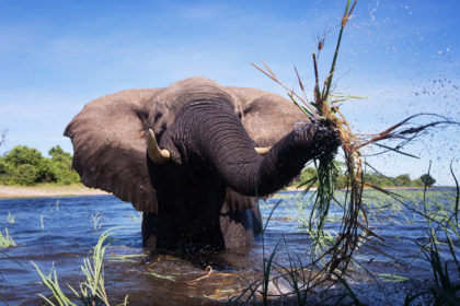 Elephant at play on the Chobe River during our Botswana photo safar