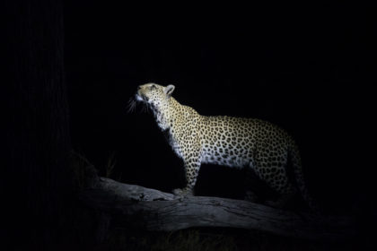 Leopard at night, photo captured on safari in Botswana