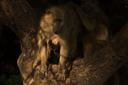 Baboon-Botwana-Photo-Safari-5E4A2149
