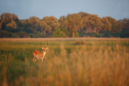 Botwana-Photo-Safari-BV2U2650