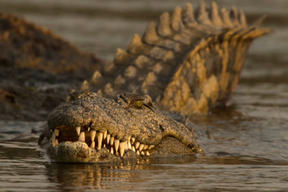 Crocodile-Botwana-Photo-Safari-E4A6290