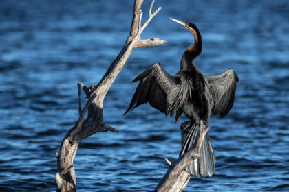 Darter-Botwana-Photo-Safari-5E4A2364