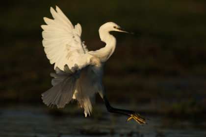 Egret-Botwana-Photo-Safari-5E4A1729