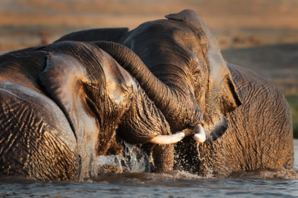Elephant-Botwana-Photo-Safari-5E4A1630