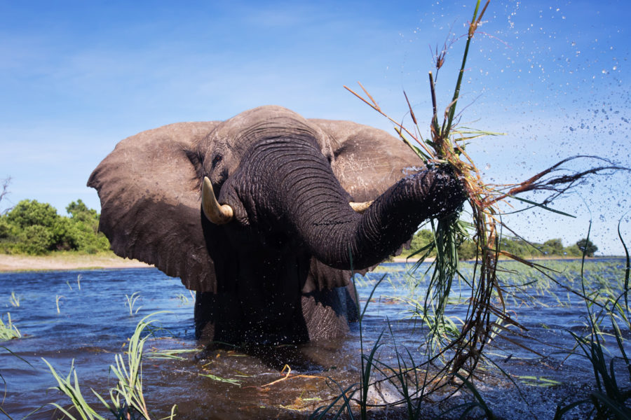 Botswana Premier Photo Safari 2024