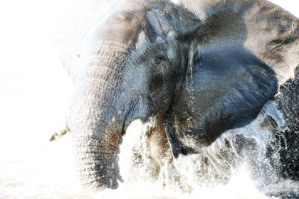 Elephant-Botwana-Photo-Safari-BV2U3066