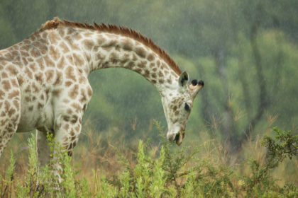 Giraffe-Botswana-Photo-Safari-5E4A1644