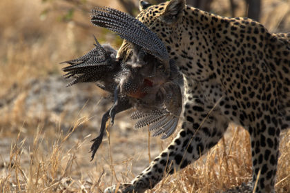 Leopard-Botwana-Photo-Safari-5E4A0760