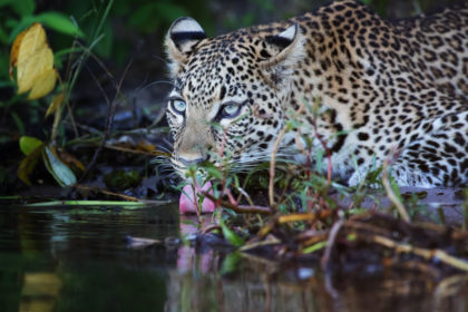 Leopard drinking from the Chobe river, Botswana