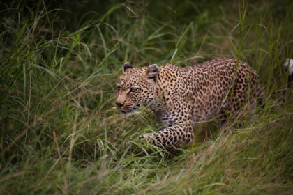Leopard walking through the grass in Botswana, Africa