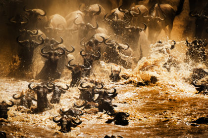Great-Migration-Photo-Safari-5E4A9334