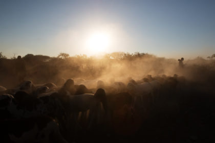 Herding the livestock in Angola on a photo tour