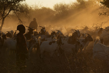 Herding livestock on a photo tour in Angola