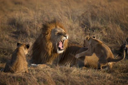 Male Lion roaring at cub, Massai mara Kenya