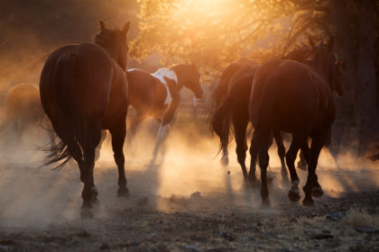 Horses running through the dust at a horse photography workshop