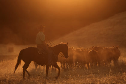Rounding up the cattle at a horse photography workshop