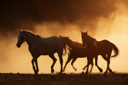 Horses running through the dust at a horse photography workshop