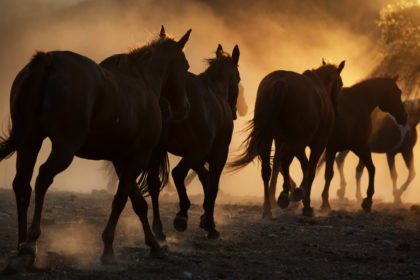 Horses running through the dust at a horse photography workshop