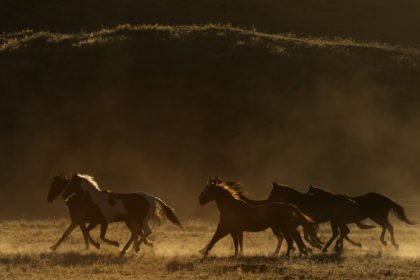 Horse-PHotography-worskshop-BV2U726