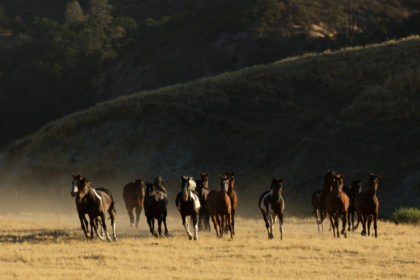 Horse-PHotography-worskshop-BV2U7289