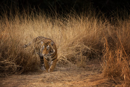 Tiger-Photo-Safari-BJ0B8767