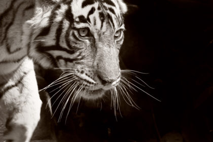 Tiger-Photo-Safari-BJ0B9041