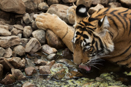 Tiger -photo-safari-