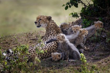 cheetah with 6 cubs in the Maasai Mara, Kenya